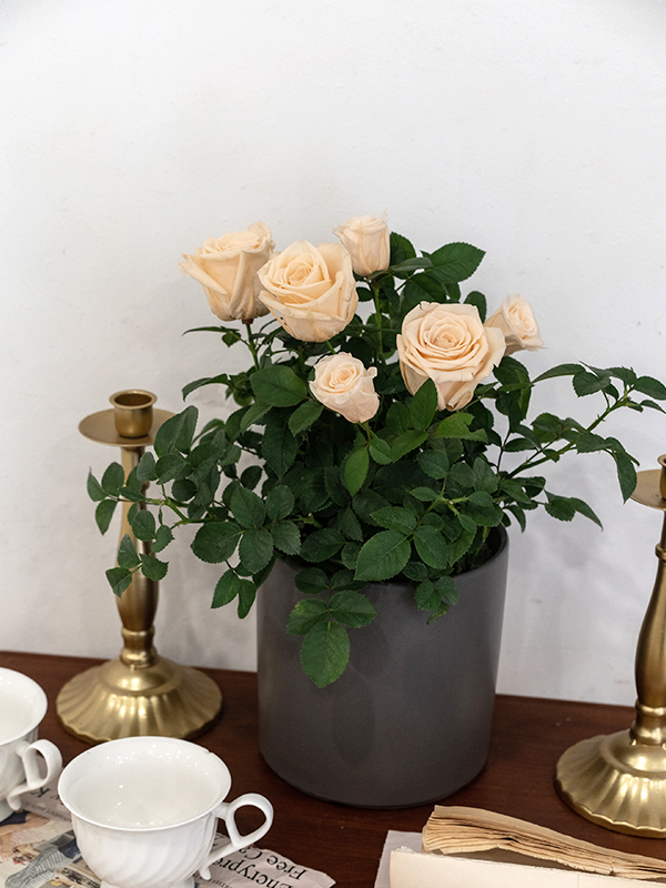 Rose Bonsai Champagne