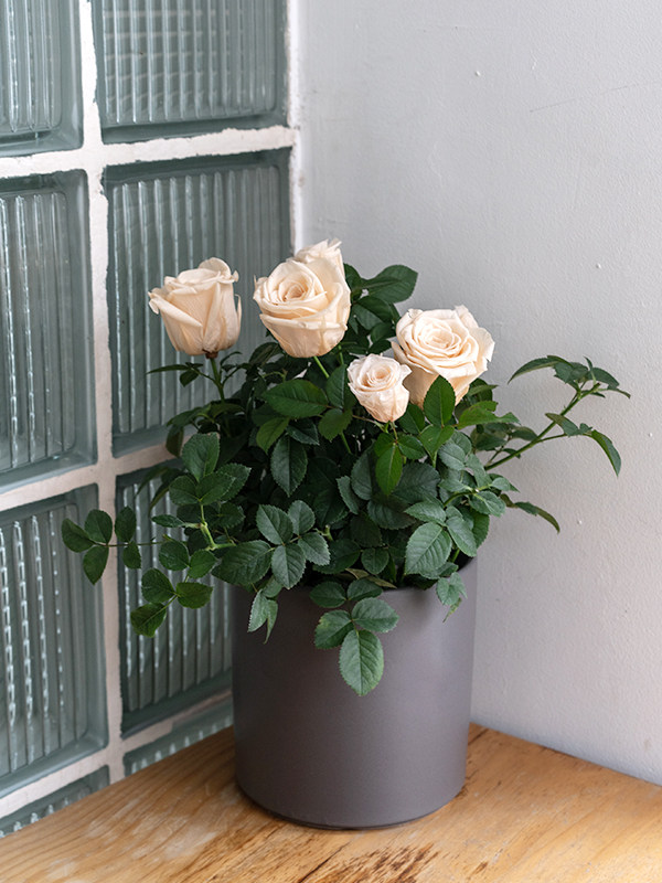 Rose Bonsai Champagne