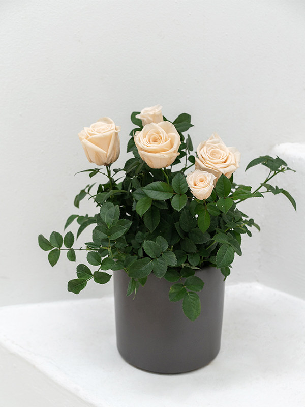 Rose Bonsai Champagne