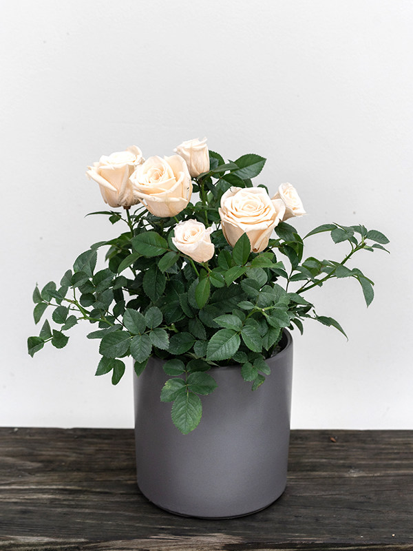 Rose Bonsai Champagne