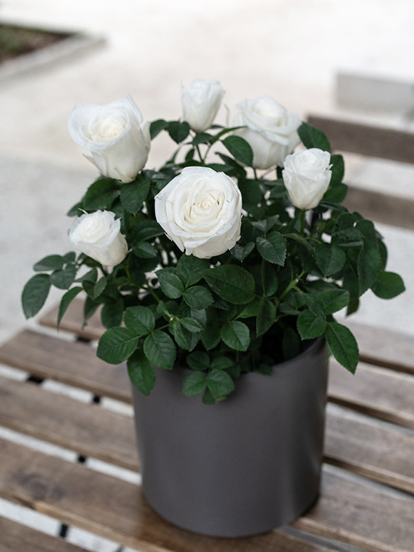 Rose Bonsai White