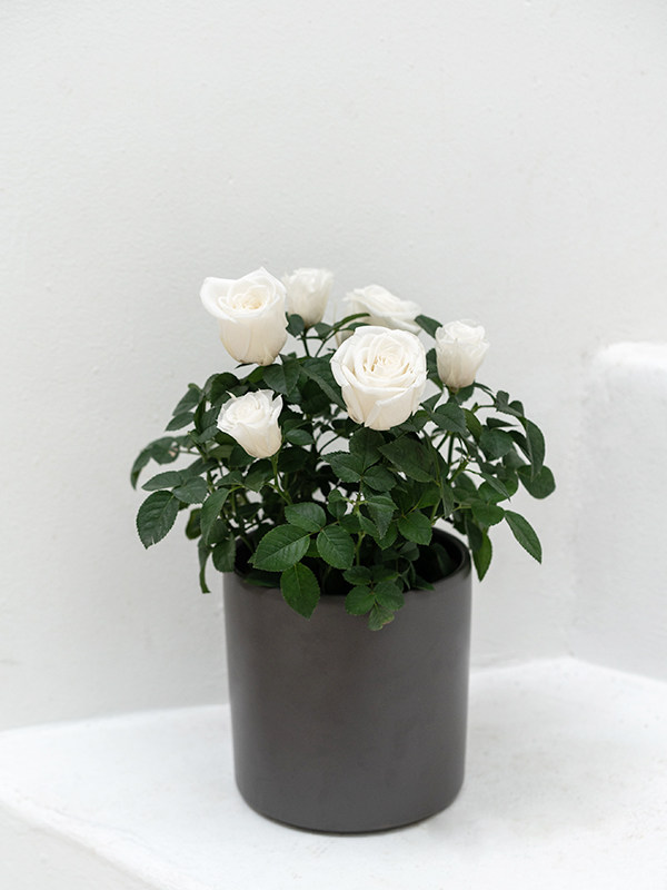 Rose Bonsai White