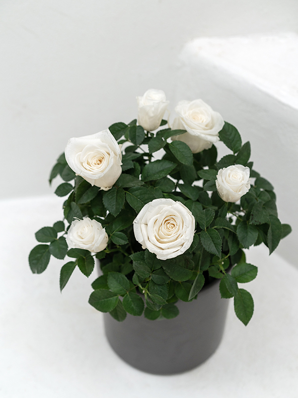 Rose Bonsai White