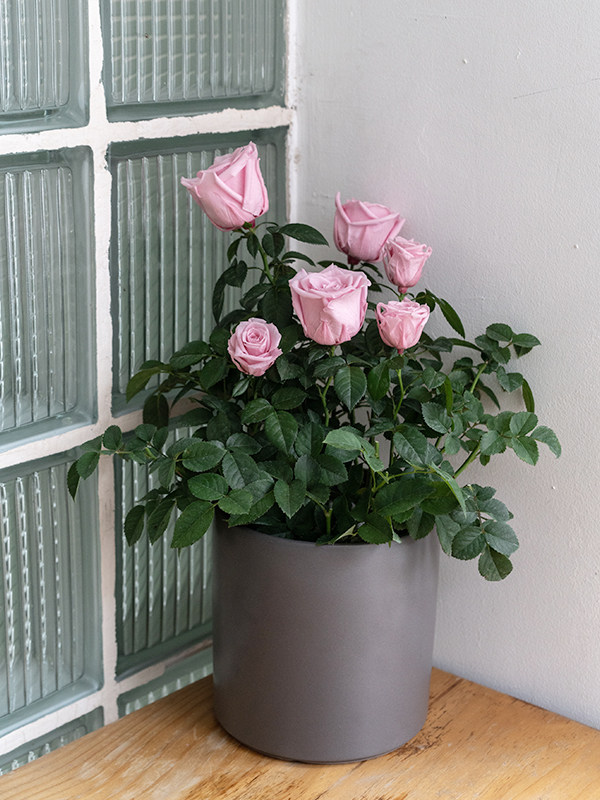 Rose Bonsai Pink