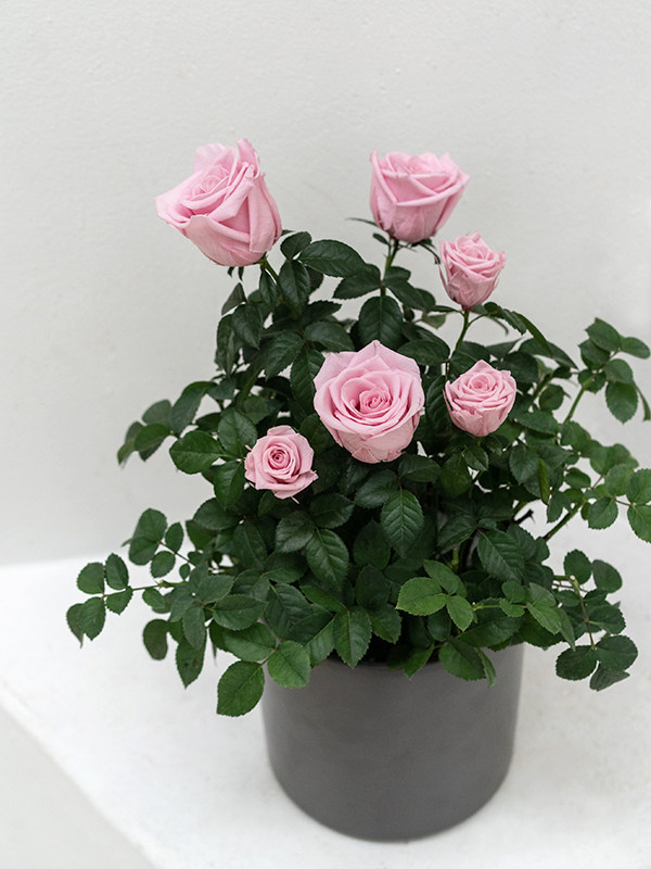 Rose Bonsai Pink