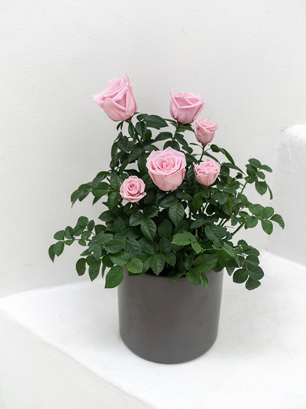 Rose Bonsai Pink
