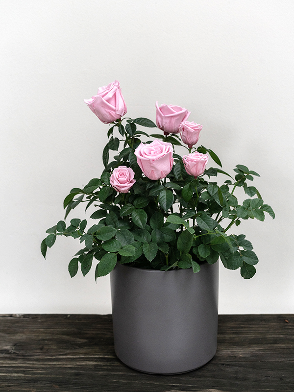 Rose Bonsai Pink