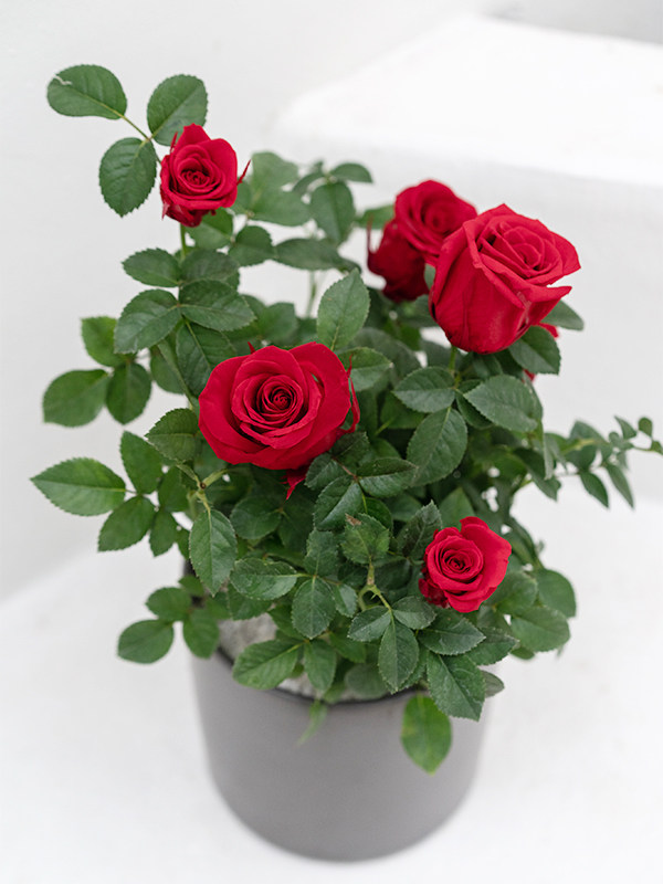 Rose Bonsai Red