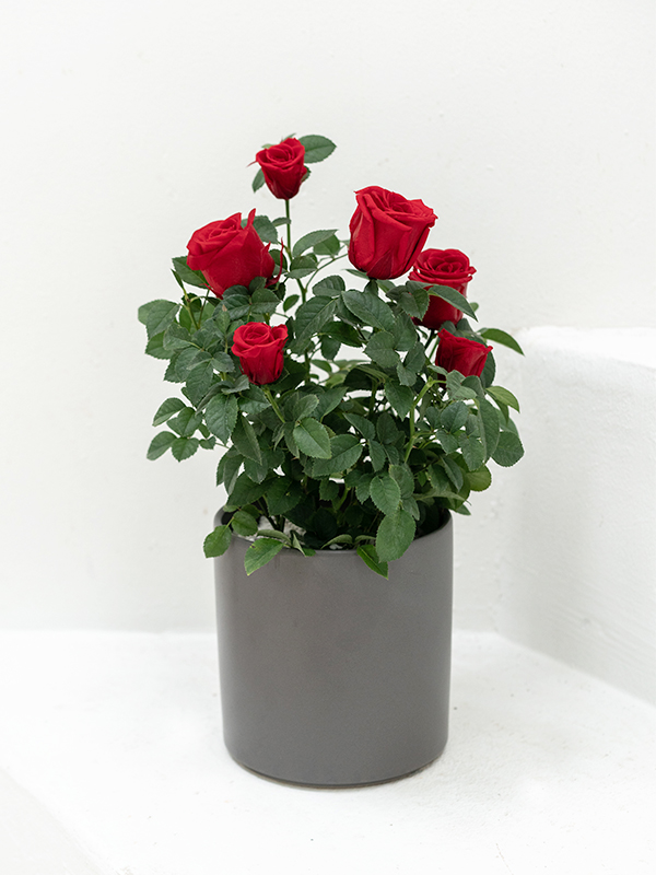 Rose Bonsai Red