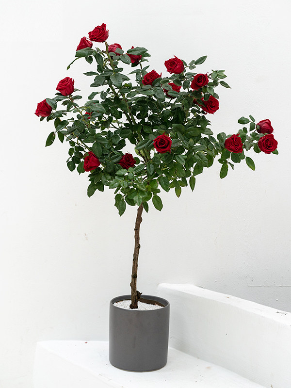 Lollipop rose tree