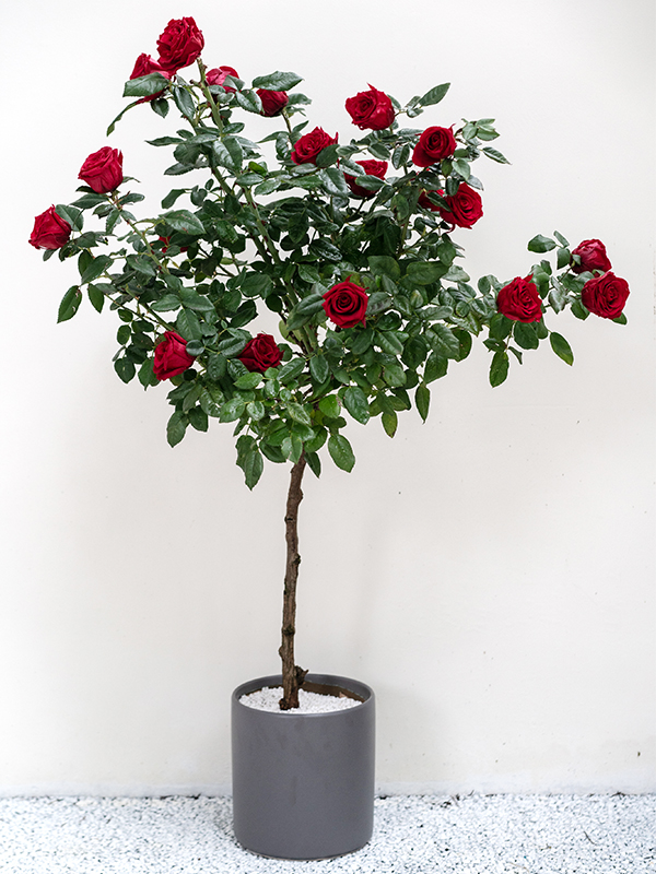 Lollipop rose tree