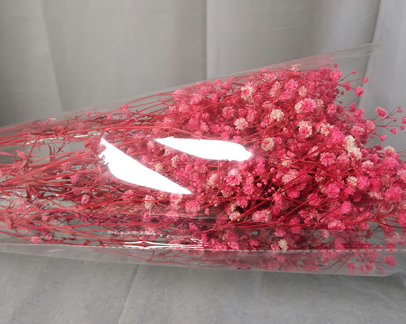 Preserved baby breath