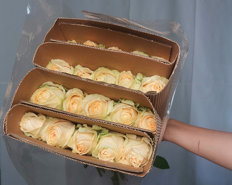 Peach Snow Mountain Champagne rose