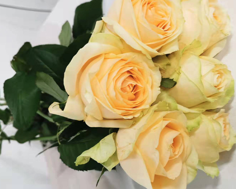 Peach Snow Mountain Champagne rose