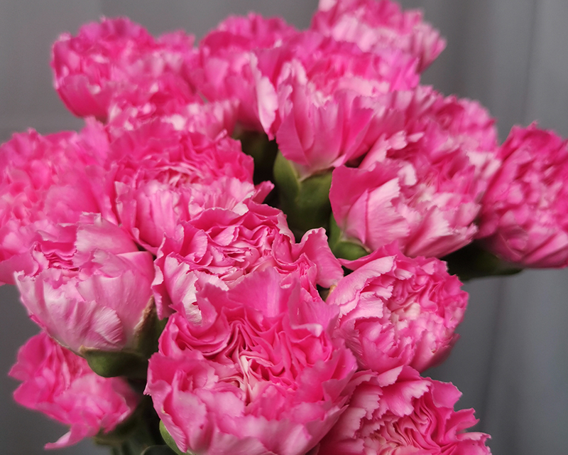 Fresh cut Carnation  Flower