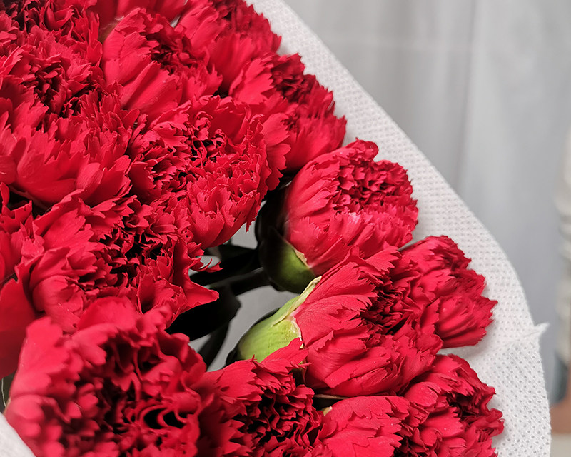 Fresh cut Carnation  Flower