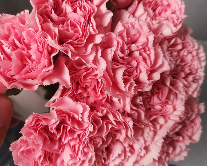 Fresh cut Carnation  Flower