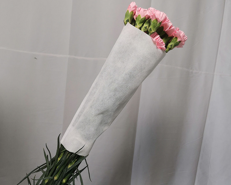 Fresh cut Carnation  Flower
