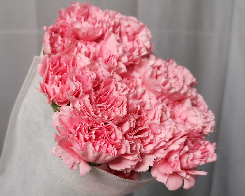 Fresh cut Carnation  Flower