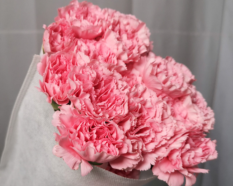 Fresh cut Carnation  Flower