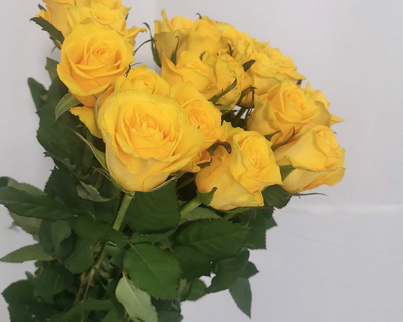 Fresh  cut  rose flower