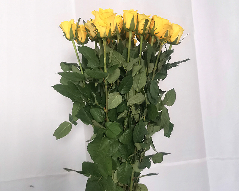 Fresh  cut  rose flower