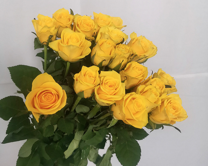 Fresh  cut  rose flower