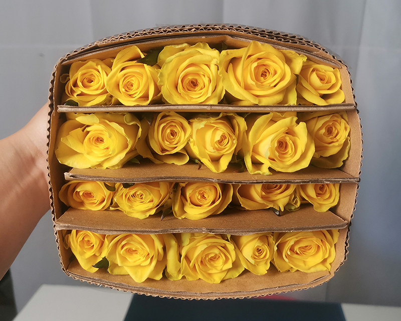 Fresh  cut  rose flower