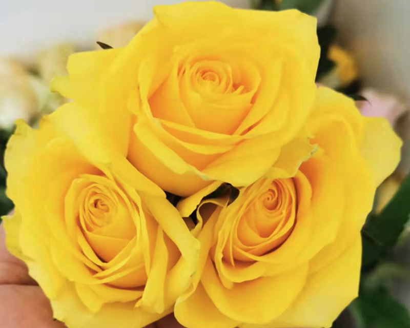 Fresh  cut  rose flower