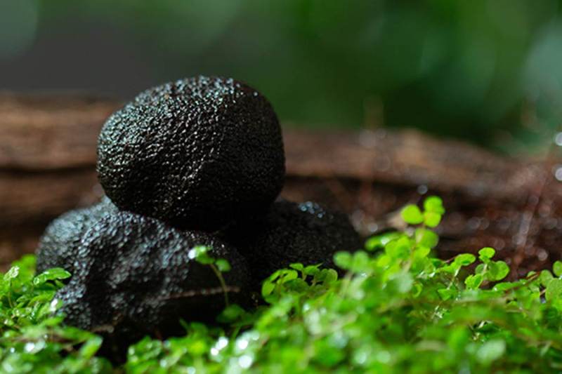 Quick-Frozen Black Truffle