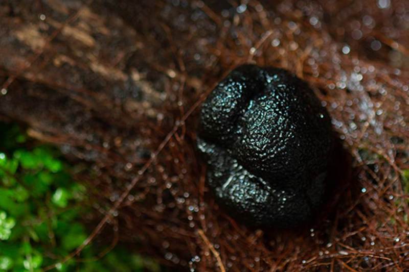 Quick-Frozen Black Truffle