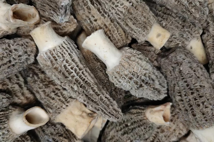 Quick-Frozen Morels Cap 6-8 Cm Stem 2 cm 