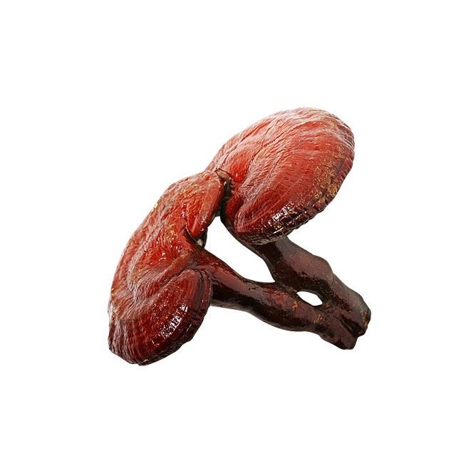 Dried Red Reishi Mushrooms