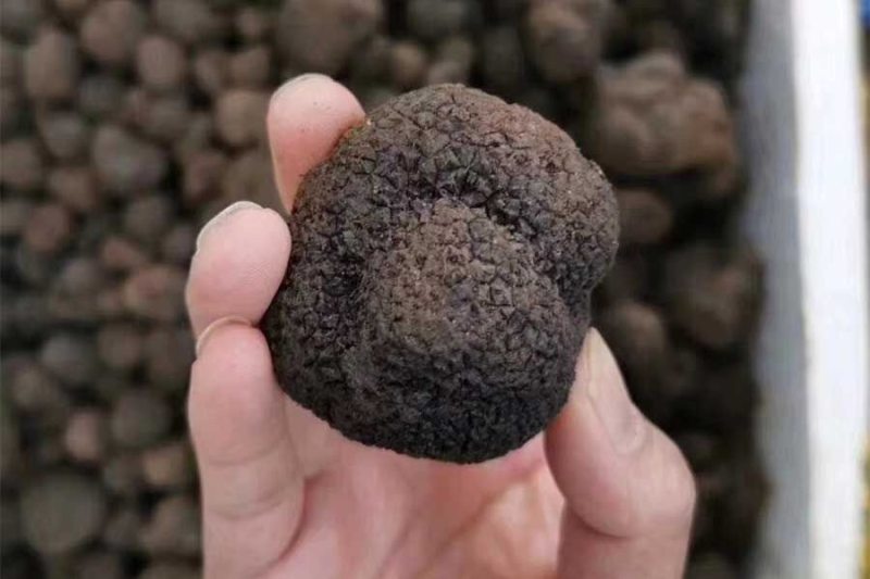 Fresh Black Truffle