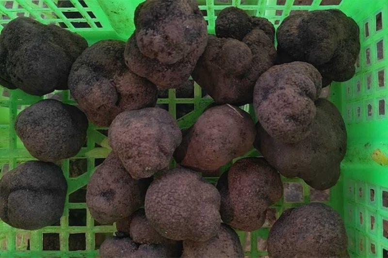 Fresh Black Truffle