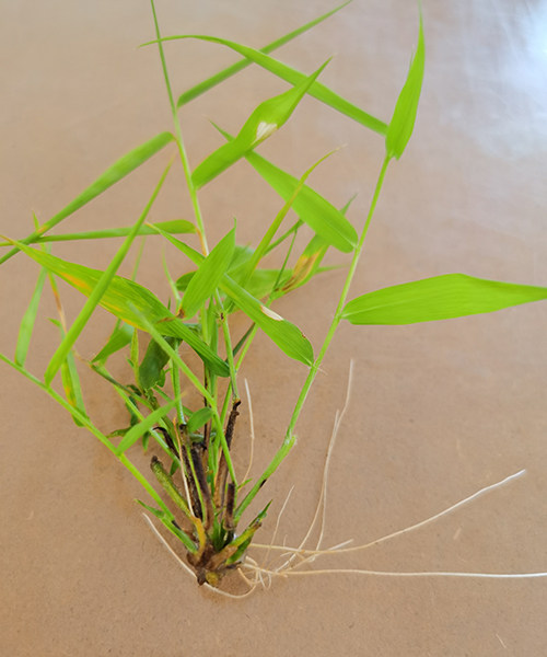 Bamboo Seedling