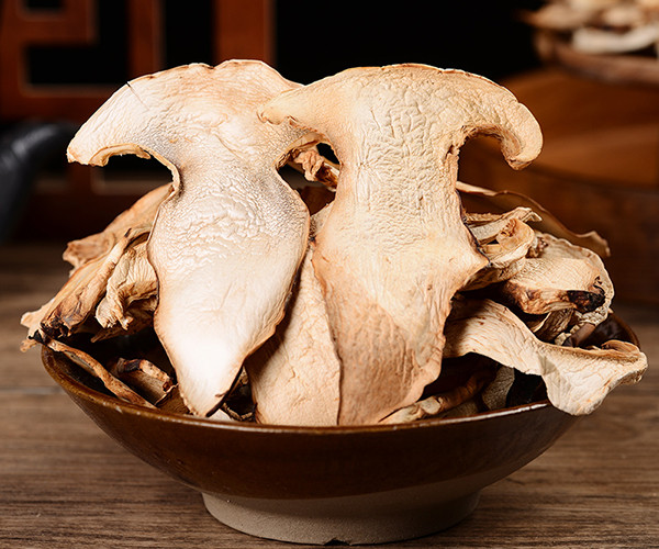 The Elderly’s Head Mushroom