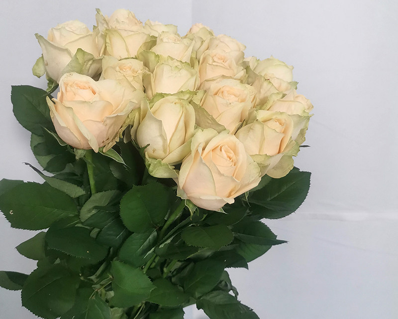 桃红雪山香槟玫瑰