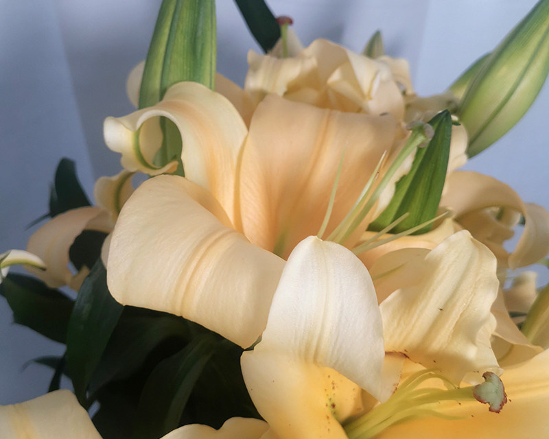 鲜切百合花