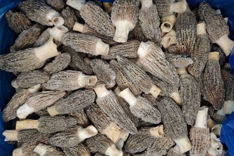 速冻羊肚菌 菌盖6-8厘米 菌茎2厘米 