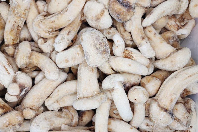 9厘米以上速冻松茸