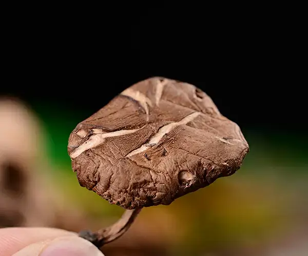 香菌