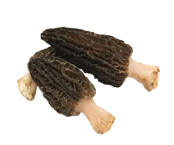 羊肚菌