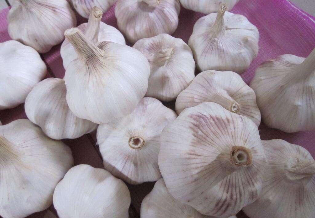 大蒜