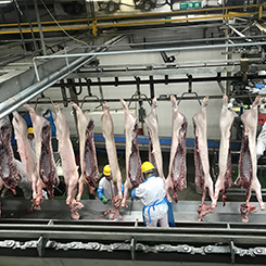 Оборудование для переработки мяса