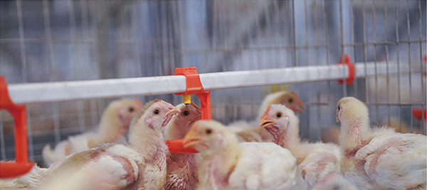 Птичья ферма