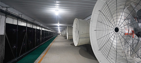 Коровы и овцы ферма