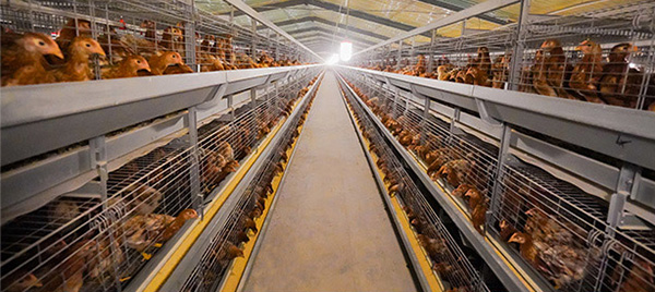 Птичья ферма