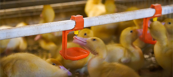 Утиная ферма