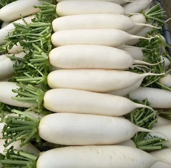 白萝卜